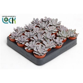 Echeveria Monica 8cm 5.5cm Q1042