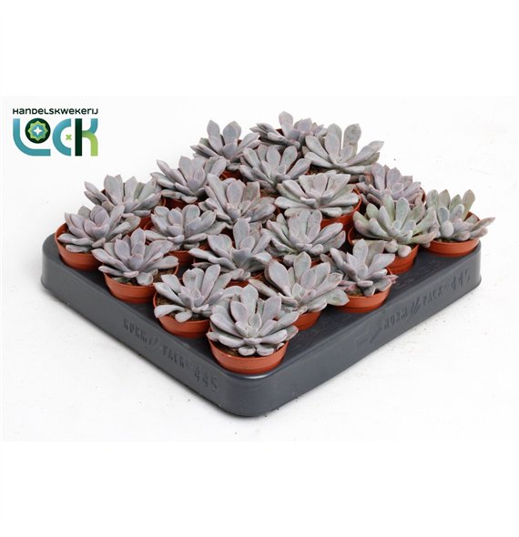 Echeveria Monica 8cm 5.5cm Q1042