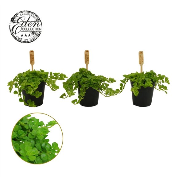 Pilea depressa Depressa 5 5cm 10cm 5.5cm Q4604