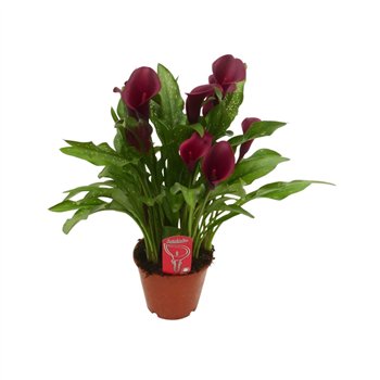 Kala royal valentine Royal Valentine8 fl 45cm 14cm Q4797