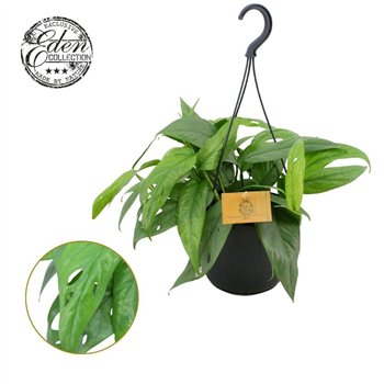 Epipremnum pinnatum cebu blue Cebu 15cm HP 7 pp 20cm 15cm Q2844