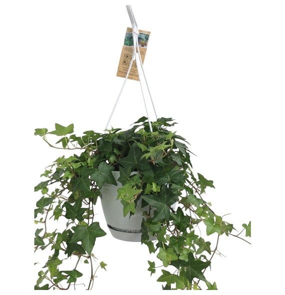 Hedera helix green - hangpot wit  basic30 34 cm 17 pp 30cm 17cm Q3295