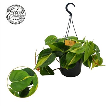 Philodendron scandens brasil Brasil 15 cm hangpot 7 pp 10cm 15cm Q4565