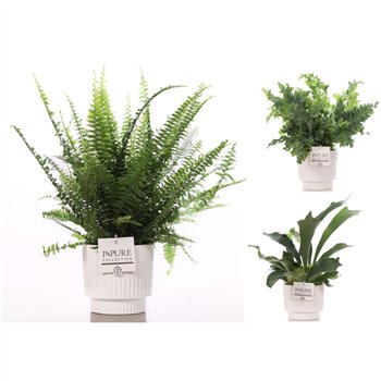 Varens mix Varenmix in Pure IVY 35cm 12cm Q4866