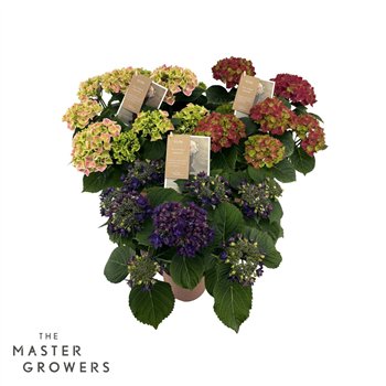 Hortenzija macr  mix special 7 8 flowers7 fl 40cm 14cm Q3364