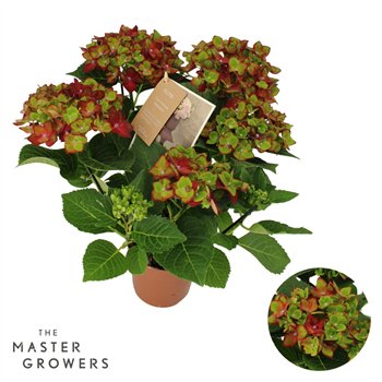 Hortenzija Hi Road lila 5 6 flowers fl 40cm 14cm Q3375