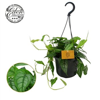 Monstera siltepecana Siltepecana 15cm HP 1 pp 20cm 15cm Q3699