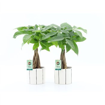 Pachira aquatica Aquatica braided stem in Banksy ceramic 5 pp 50cm 13cm Q3858