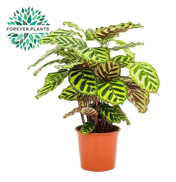 Kalateja makoyana Makoyana p14 40cm 14cm Q2081