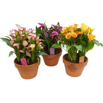 Kala terracotta kuip with 3 planten12 fl 50cm 25cm Q3555