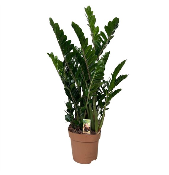 Zamija zamiifolia 10+ springs 10 stems plnt 110cm 30cm Q3564