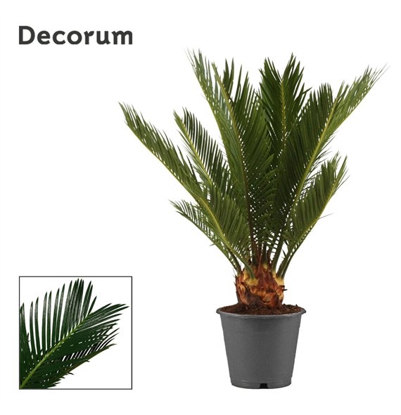 Palma Cikas revoluta 12cm - 6+ springs 45cm 12cm Q4349