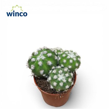 Kaktus Echinopsis Subdenudata (group) 12cm 5.5cm Q890