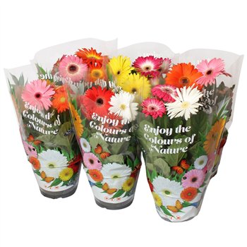 Gerbera mix 3+fl 17cm patio getoefd 2 colours v loncu 3 fl 25cm 17cm Q2082