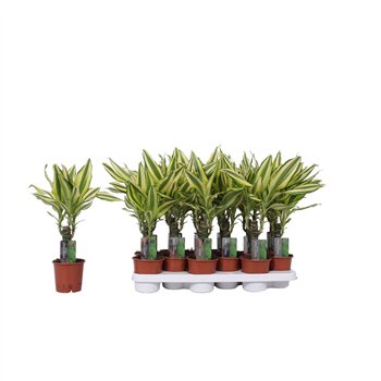 Dracena fragr  yellow coast 1 PP 45cm 11cm Q1614