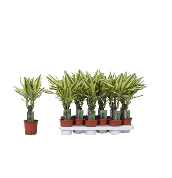 Dracena fragr  yellow coast 1 PP 45cm 11cm Q1614