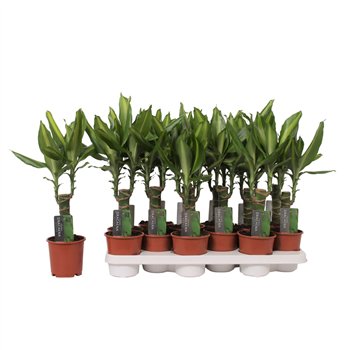 Dracena fragr  mass coast 1 PP 40cm 11cm Q1615