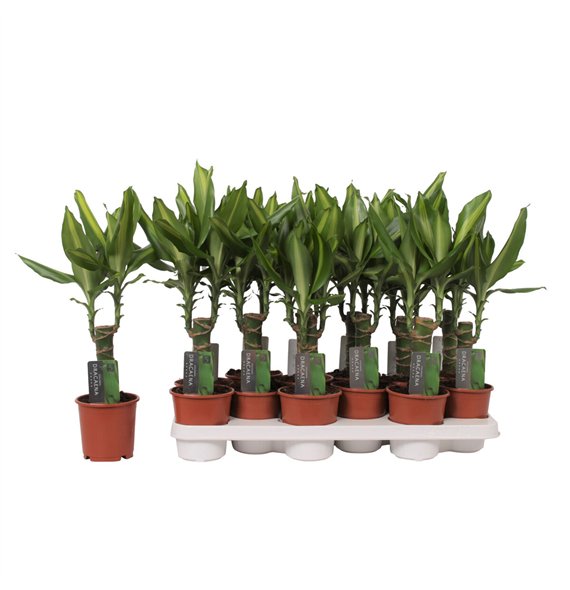 Dracena fragr  mass coast 1 PP 40cm 11cm Q1615