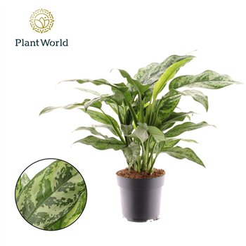 Aglaonema Romeo 2 pp 50cm 17cm Q110