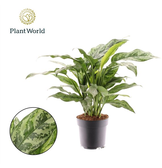 Aglaonema Romeo 2 pp 50cm 17cm Q110