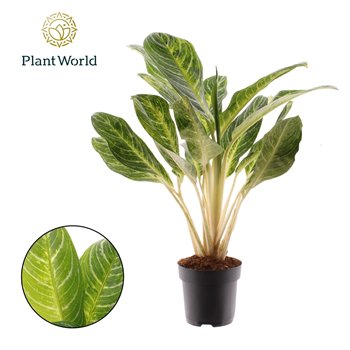 Aglaonema Keylime 2 pp 60cm 17cm Q111