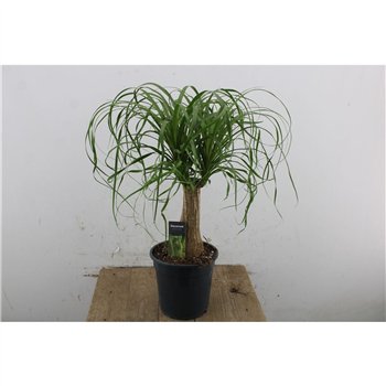 Nolina Beaucarnea recurvata Recurvata straight 55cm 19cm Q767