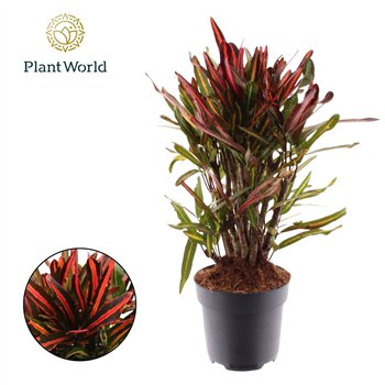 Kroton nervia Croton Nervia branched 1 pp 60cm 17cm Q1272