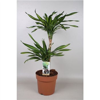 Dracena fragr  riki Riki 45-152 pp 70cm 21cm Q1485