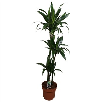 Dracena fragr  janet craig Janet Craig 90-60-303 pp 150cm 27cm Q1639