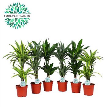Dracena fragr  deremensis green Mix Deremensis p17 2 pp 65cm 17cm Q1748