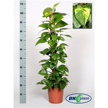 Epipremnum pinnatum mosstok Mosstok 110cm 21cm Q1864