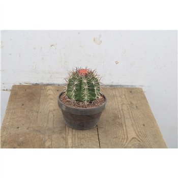Melocactus matanzanus 15cm 15cm Q1873