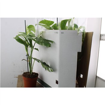 Monstera deliciosa variegata Variegata 50cm 17cm Q2701