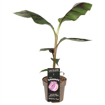 Perennials Bananovec sikkimensis Ever Red 70cm 21cm Q2724