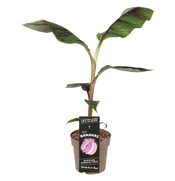 Perennials Bananovec sikkimensis Ever Red 70cm 21cm Q2724