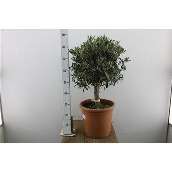 Oljka Olea europaea 80cm 32cm Q2742