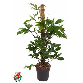 Philodendron pedatum Pedatum mosstok P21 (NO GAP)3 pp 100cm 21cm Q3894
