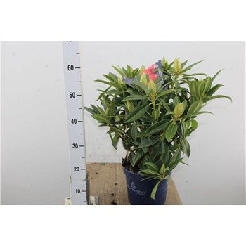 Rhododendron mix 65cm 23cm Q4085