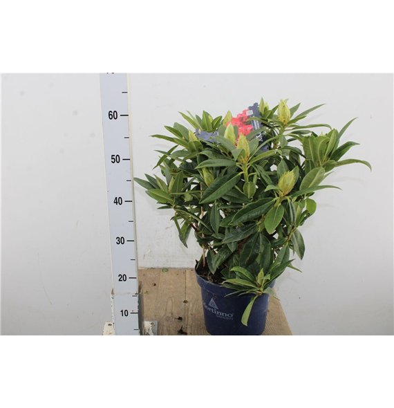 Rhododendron mix 65cm 23cm Q4085