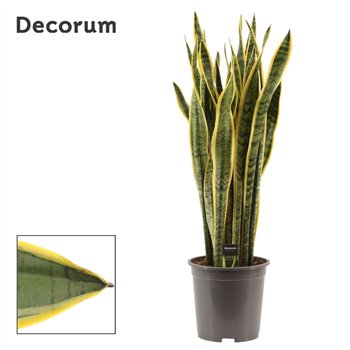 Taščin jezik - Sanseveria trifasciata laurentii 27cm Decorum 105cm 27cm Q4849