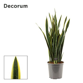 Taščin jezik - Sanseveria trifasciata Gold Flame Long Leaf 27cm Decorum 100cm 27cm Q5084