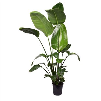 Strelicija nicolai Nicolai 3 PP (without flower) 160-180cm 160cm 24cm Q5498