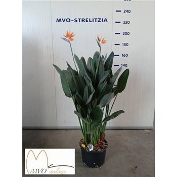 Strelicija reginae Reginae 2+ 160cm 40cm Q5528