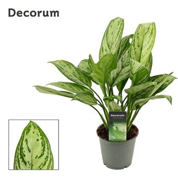 Aglaonema maria christina Christina 12 cm (Decorum) 3 pp 35cm 12cm Q195
