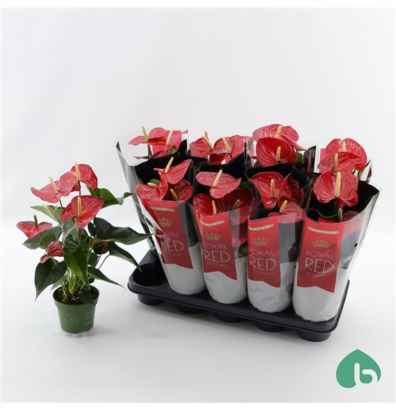 Anthurium (andreanum grp) querida Royal Red Big Flowers Querida 4 fl 45cm 12cm Q459