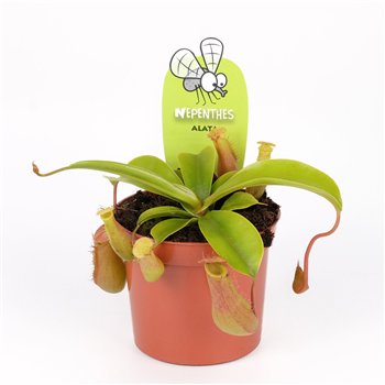 Nepenthes alata 10cm 8.5cm Q5682