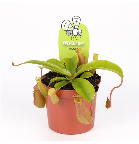 Nepenthes alata 10cm 8.5cm Q5682