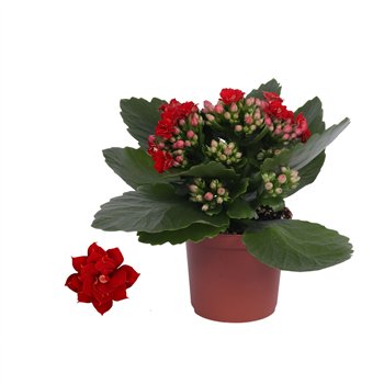 Kalanhoja rosalina don justino rood  without sleeve 15cm 7cm Q2506