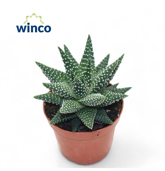 Haworthia Margaritifera 15cm 8.5cm Q2163