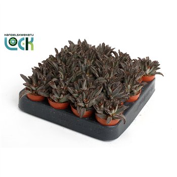 Kalanhoja tomentosa Kalanchoë Tomentosa Dark tanz3 pp 10cm 5.5cm Q2411